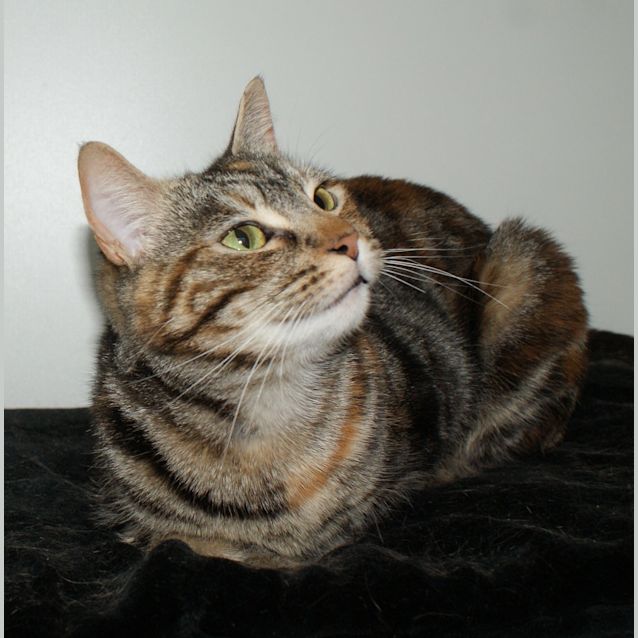 Photo of Sesame Sua004181