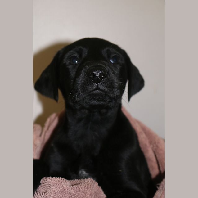 Photo of Rebel