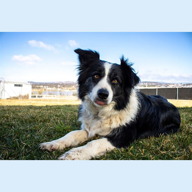 Photo of Daisy