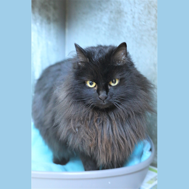 Photo of Bella