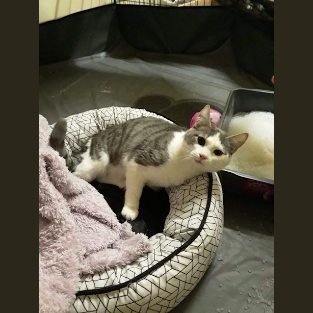 Photo of Bella