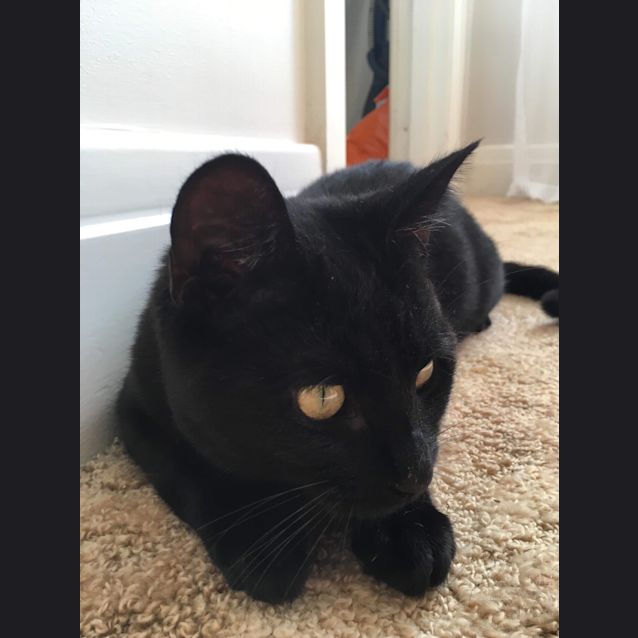 Photo of Maple 