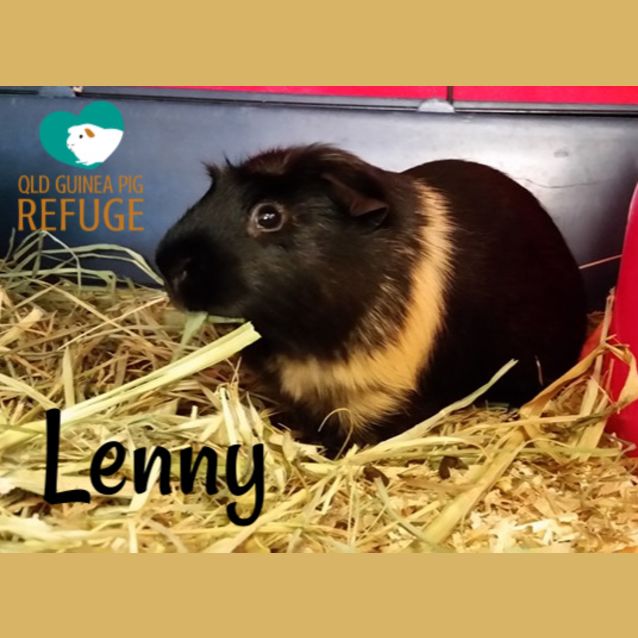 Photo of Lenny (Desexed Male)