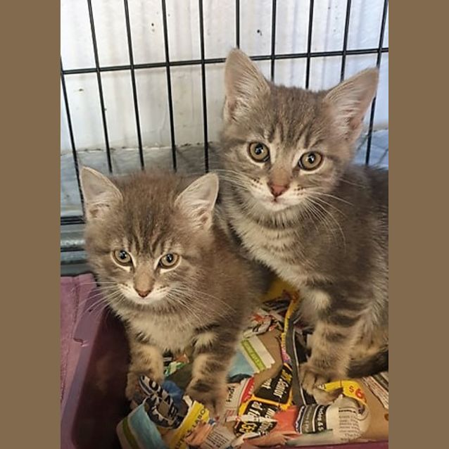 Photo of Cinder And Ash