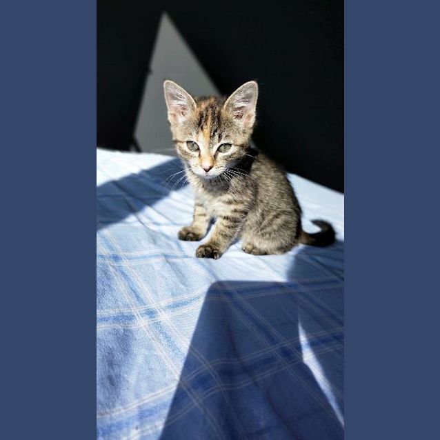 Photo of Ketu