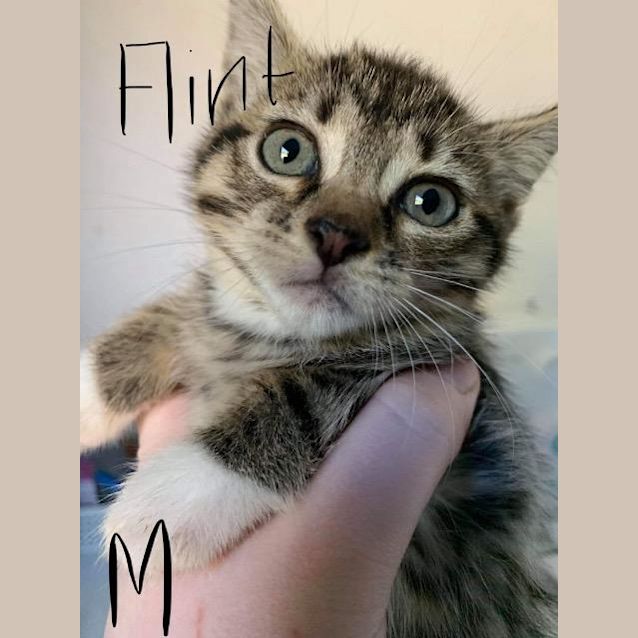 Photo of Flint