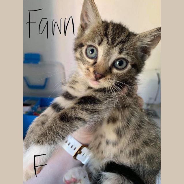 Photo of Fawn
