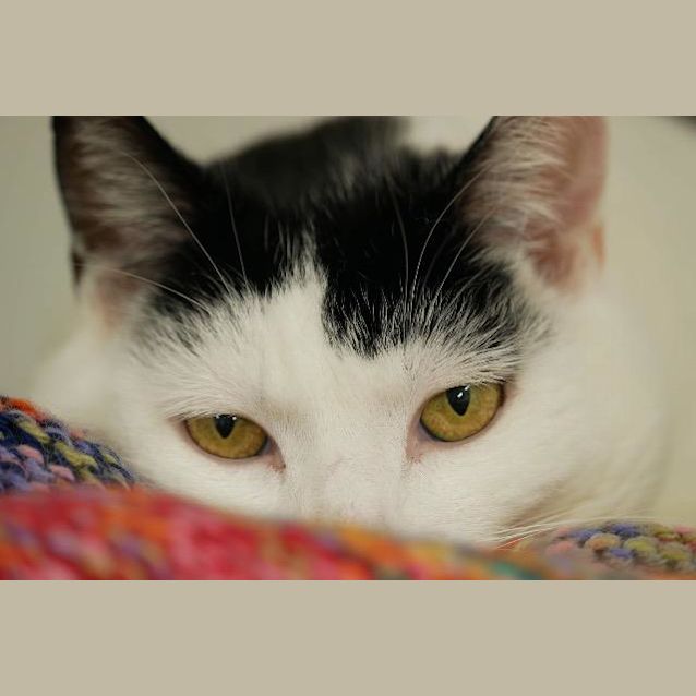 Photo of Cleo