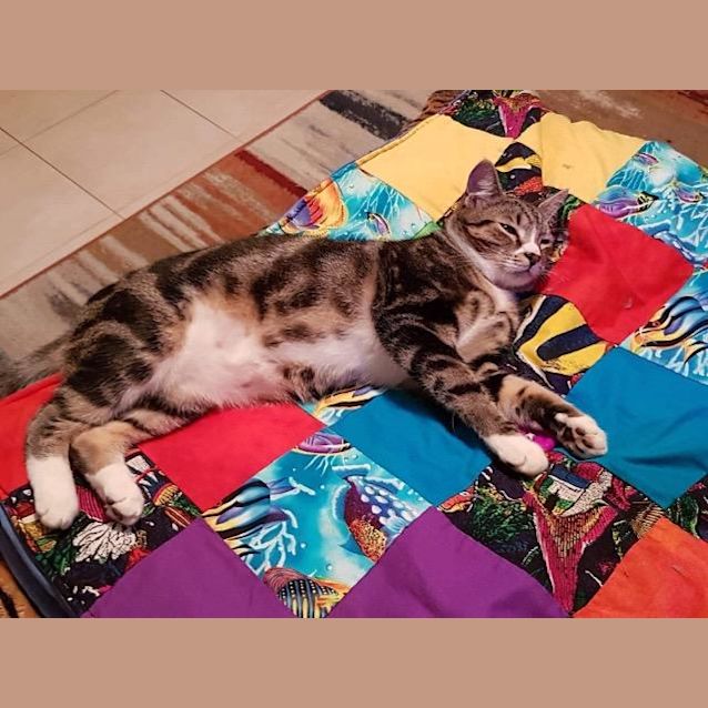 Photo of Apollo