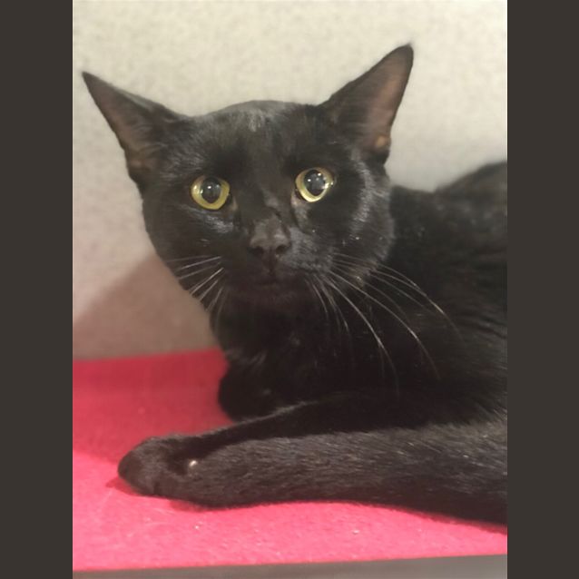 Photo of Salem