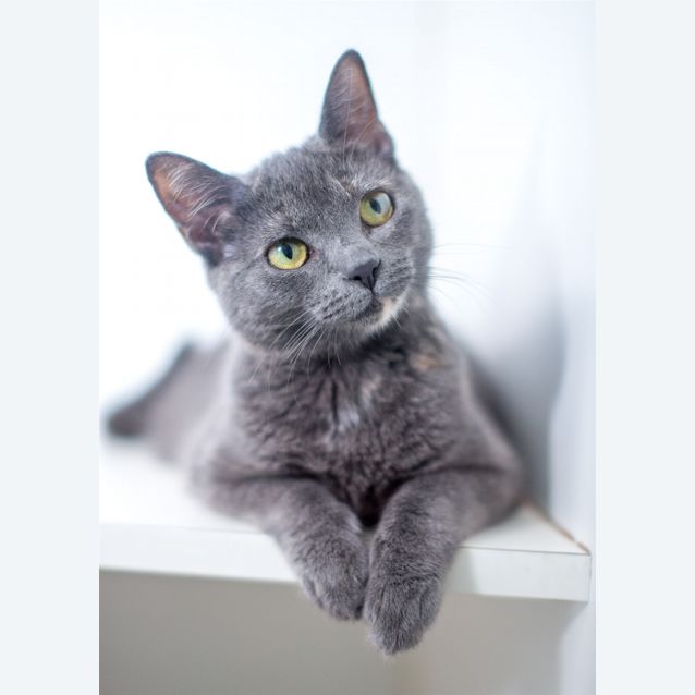Photo of Pepper