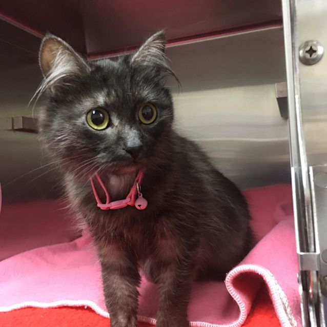 Photo of Ruby