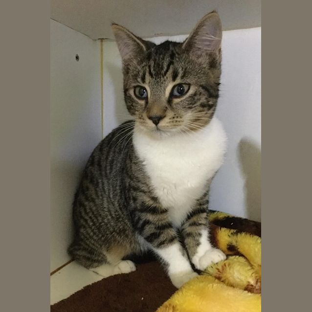 Photo of Piper **2nd Chance Cat Rescue**