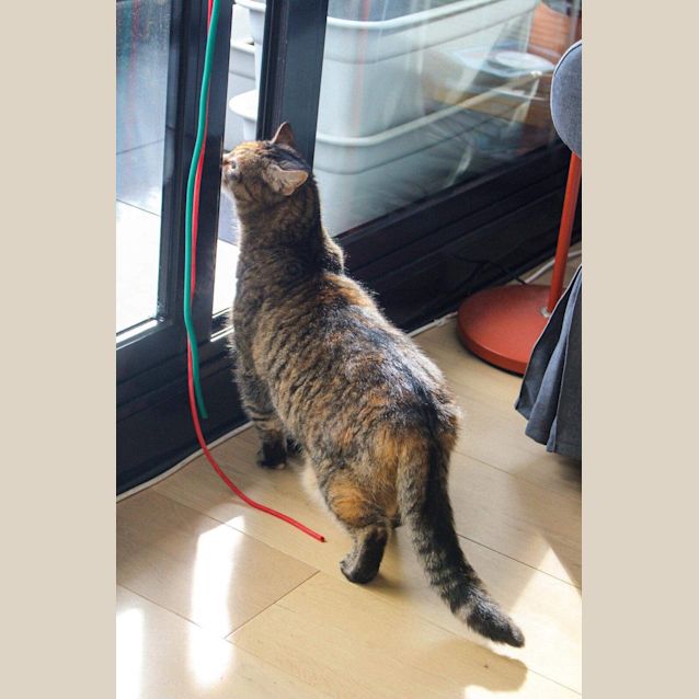 Photo of Saphire   Located In Northcote