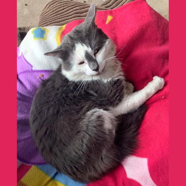Photo of Amigo