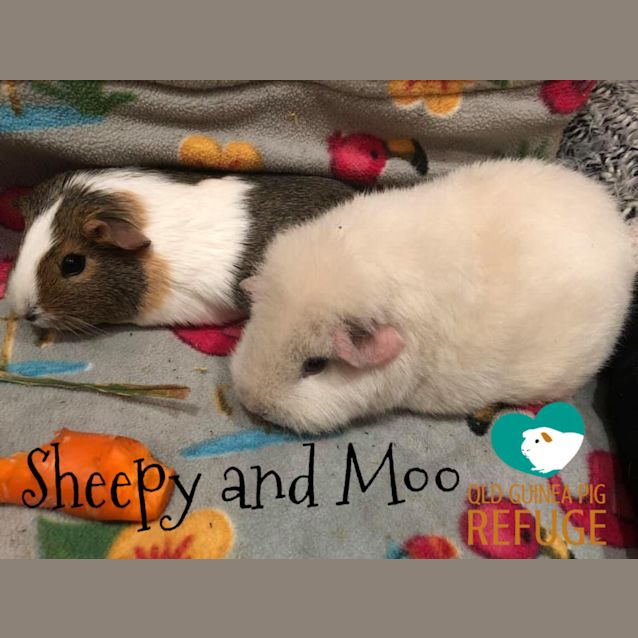 Photo of Sheepy And Moo