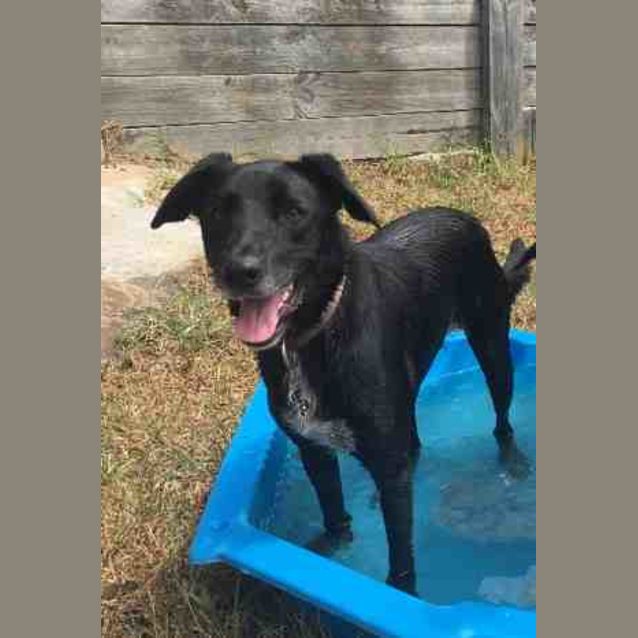 Photo of Ebony
