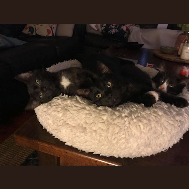 Photo of Iris   Located In Frankston