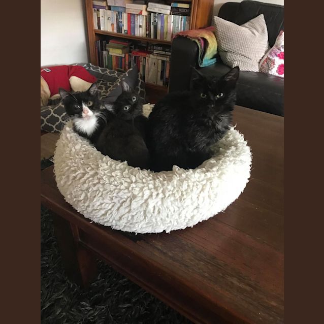 Photo of Elvis   Located In Frankston