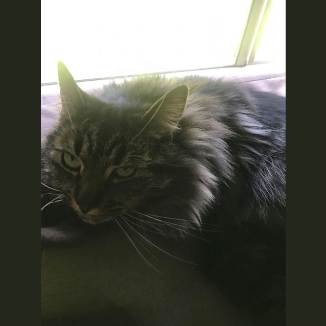 Photo of Ollie