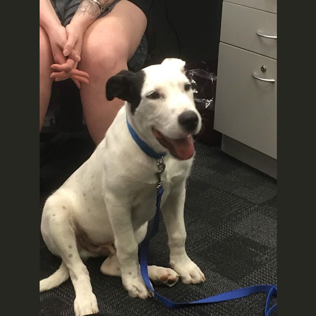 Photo of Pumbaa (Or Angus)