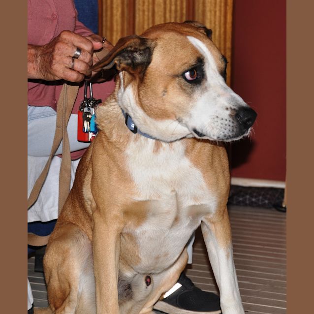 Photo of Zak ~ 5yo Lab X