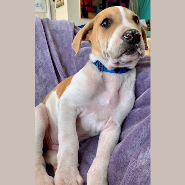 Photo of Hank