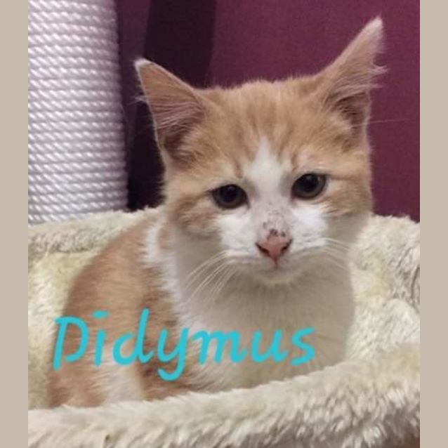 Photo of Didymus