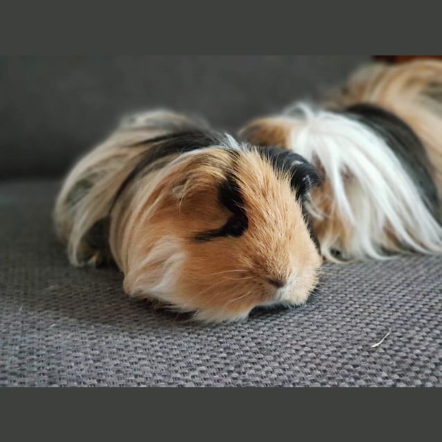 Photo of Pig And Zuzu