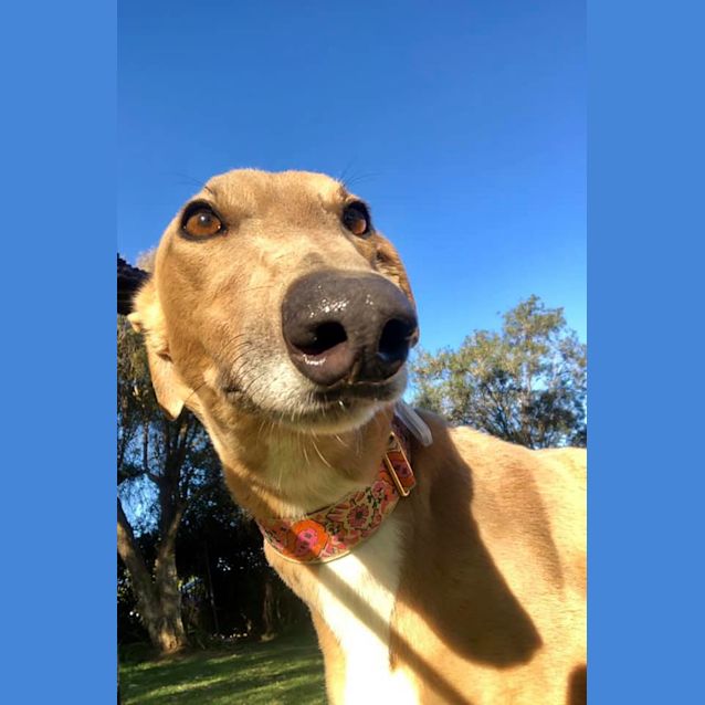 Photo of Skylar (In Foster)