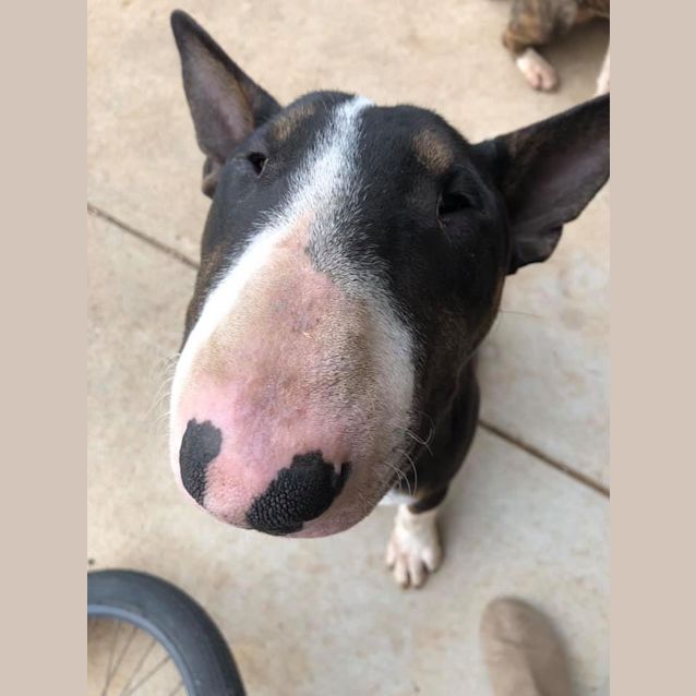 Photo of Lenny   Foster Carer Needed