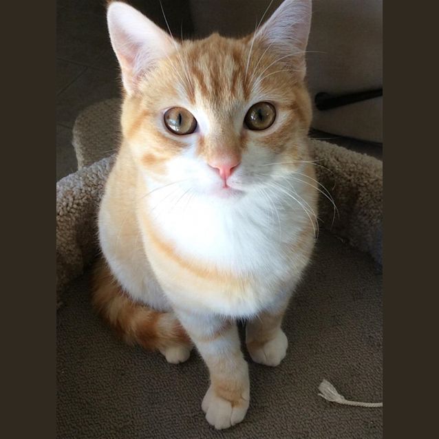 Photo of Bailey