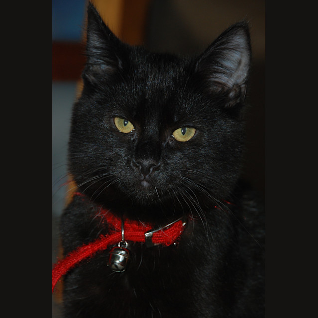 Photo of Tennyson~Best Friend For Life