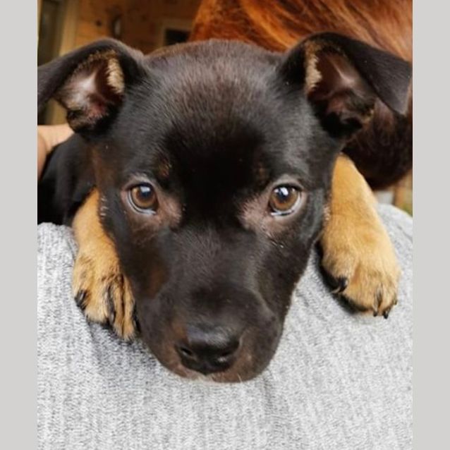 Photo of Sage