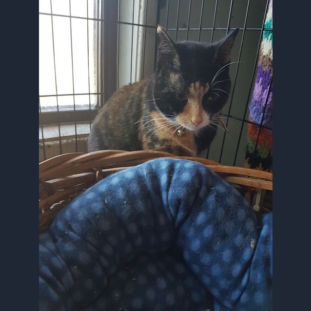 Photo of Tilly @ Superpetz