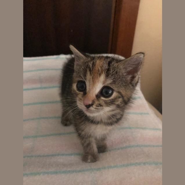Photo of Tinker
