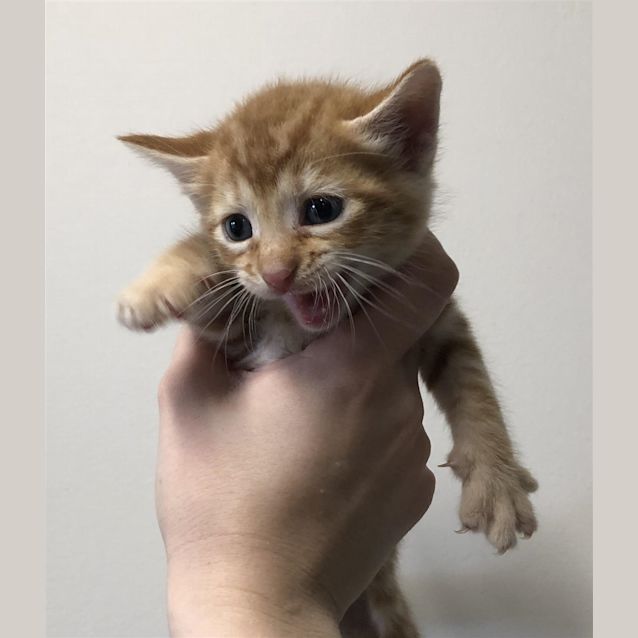 Photo of Banjo