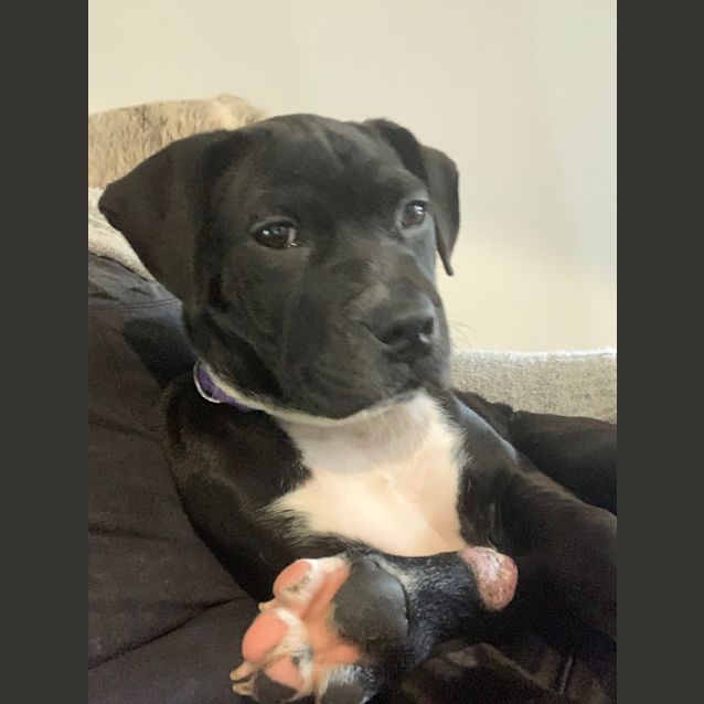 Photo of Princess Of Barkness