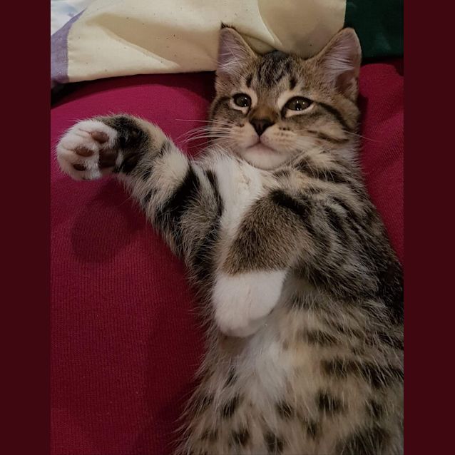 Photo of Tiger