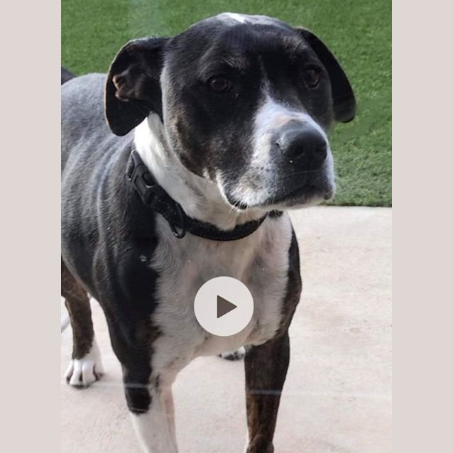 Photo of Buddy