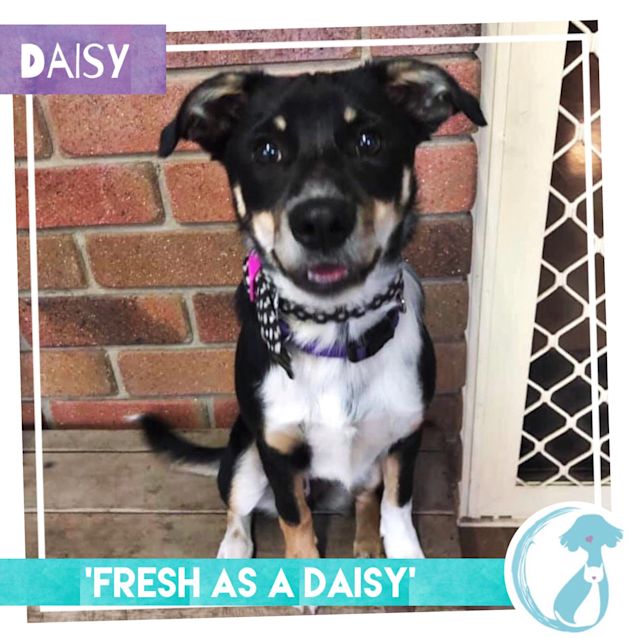 Photo of Daisy