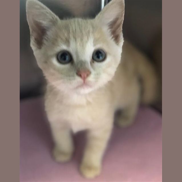 Photo of Peanut