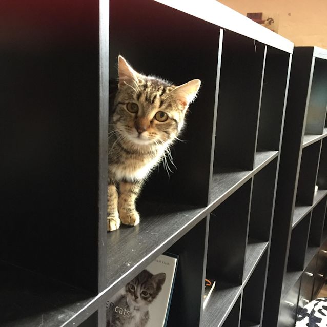 Photo of Venus    Meet Me In Cat Lounge/Neko Hq Preston