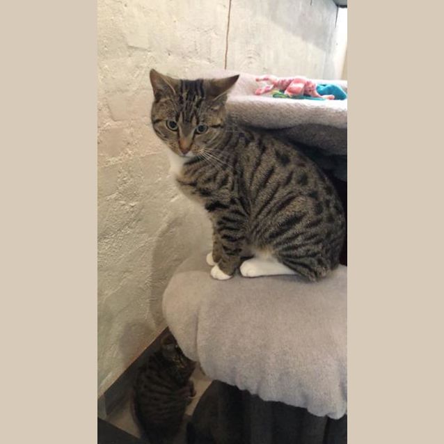 Photo of Valentino    Meet Me In Cat Lounge/Neko Hq Preston