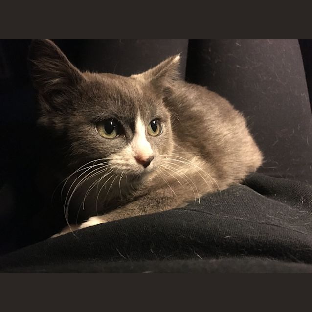 Photo of Squeak   Located In Reservoir