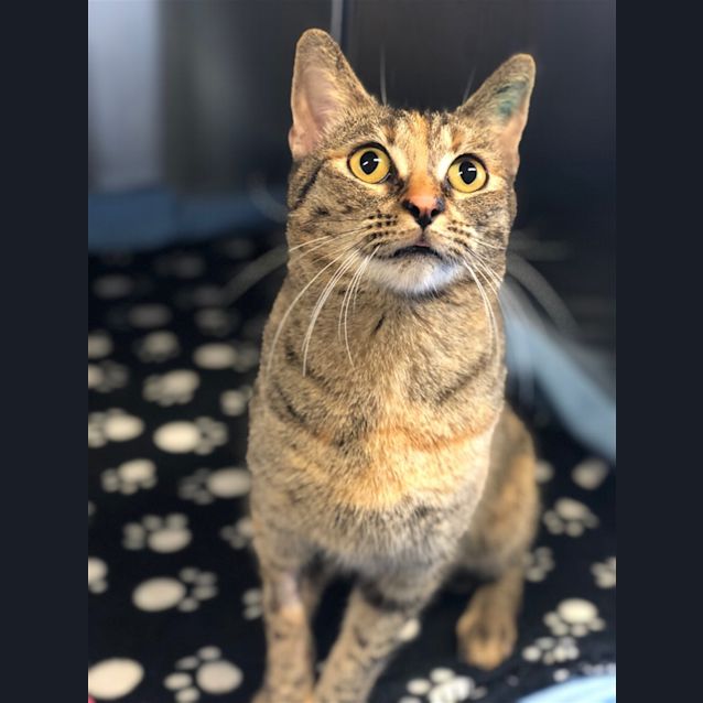 Photo of Polly