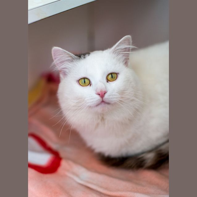 Photo of Angus