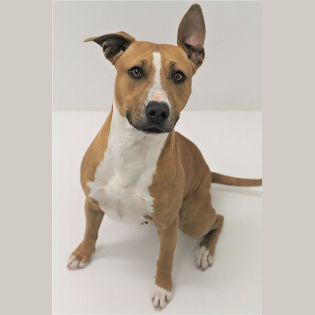 Photo of Dahlia