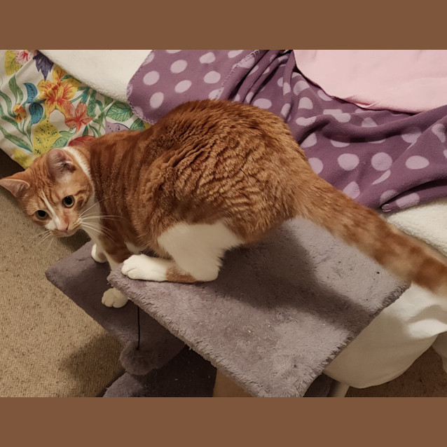 Photo of Simba