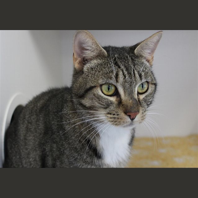 Photo of Toby